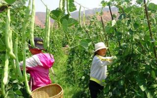 四季豆什么时候种最好（不同品种四季豆的种植时间）