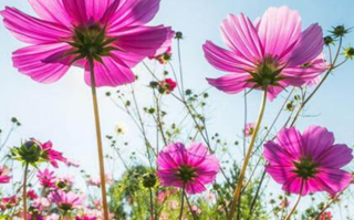 格桑花是一种什么花（格桑花和波斯菊的区别在哪里）