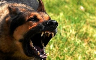 狂犬病每年杀死多少人上热搜：病死率近乎100%、不得不防！