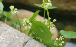 香菇草和铜钱草区别（分享一些关于香菇草的养护技巧）