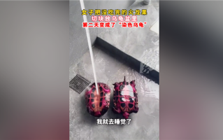 神奇一幕：女子喂乌龟火龙果第2天获炫彩神龟 专家释疑！