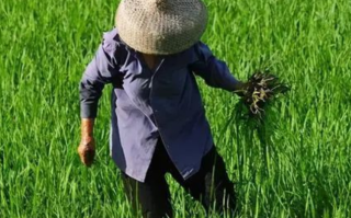 除草剂几小时下雨不怕（打完药下雨要不要再打一遍）