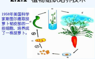 植物组织培养的过程和原理（植物组培实验具体步骤）