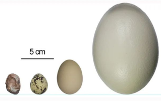 江西发现全球最小恐龙蛋化石：长轴仅2.9厘米 比鹌鹑蛋还小！