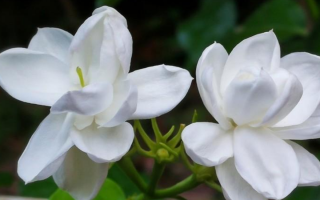 茉莉花香吗为什么香味淡（怎样让茉莉花开花能香一些）