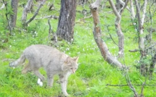 四川达古冰川首次发现荒漠猫：中国独有物种 与大熊猫齐名！