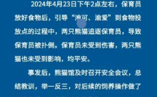 大熊猫“渝可、渝爱”扑倒保育员 动物园报平安！