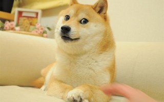 火遍全球！Doge表情包原型柴犬Kabosu去世：享年18岁！