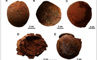 山东莱阳发现恐龙蛋新蛋种：命名“变形蛋”！