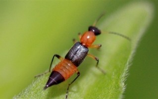 女子把隐翅虫当蚊子拍死差点毁容：“飞行的硫酸”、腐蚀性极强!