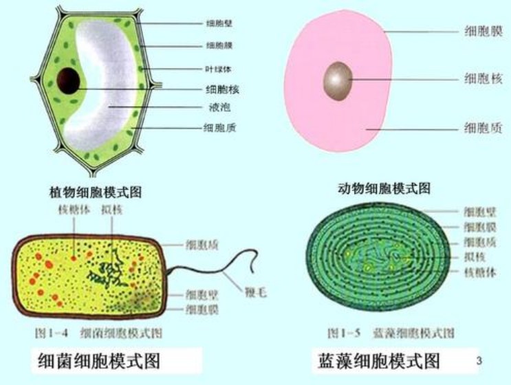 什么是原核生物（什么是原核生物和真核生物）-第4张图片