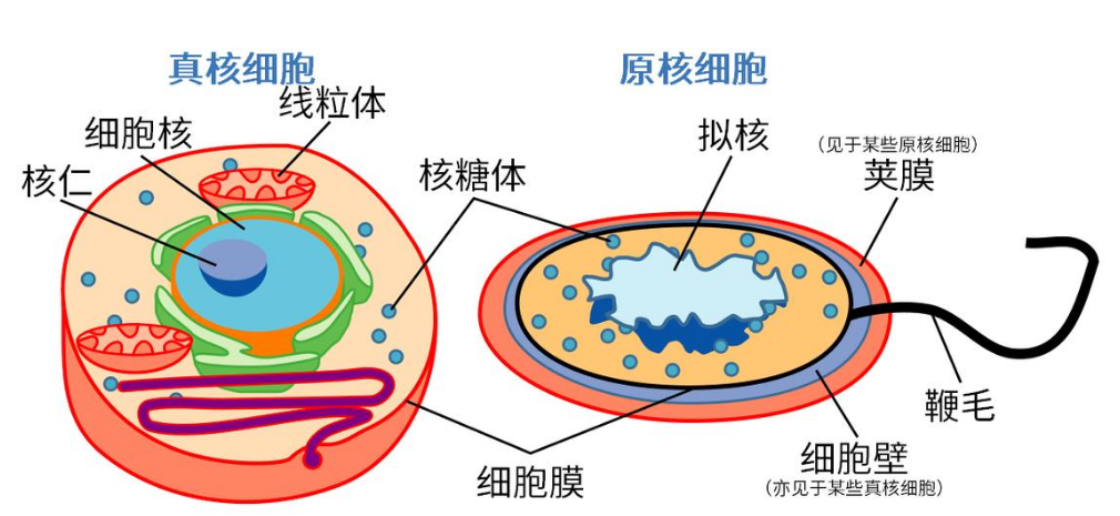 什么是原核生物（什么是原核生物和真核生物）-第3张图片