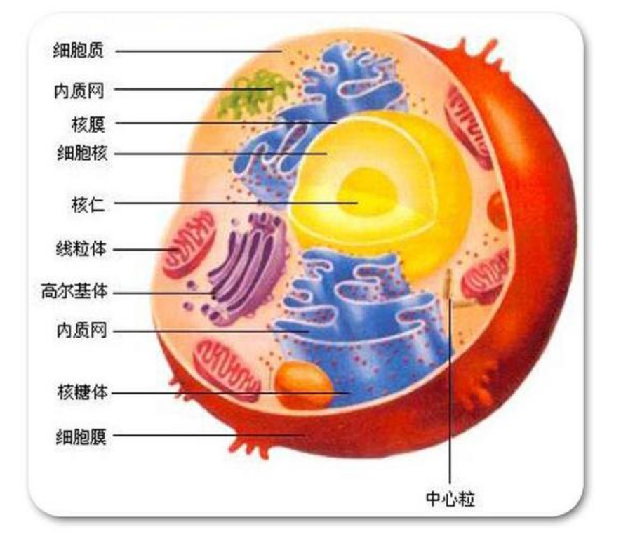 什么是原核生物（什么是原核生物和真核生物）-第2张图片