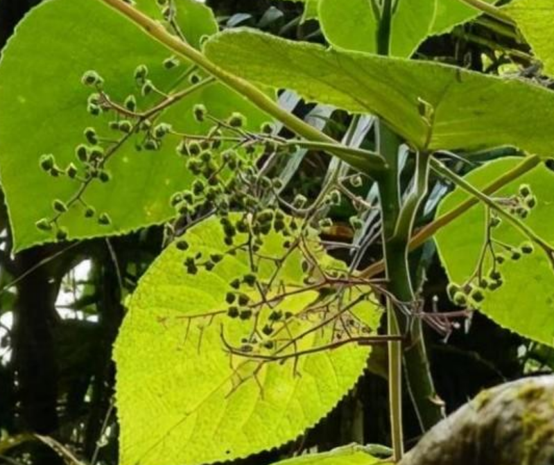 热带雨林有什么危险的植物（热带雨林中的5种剧毒植物）-第12张图片