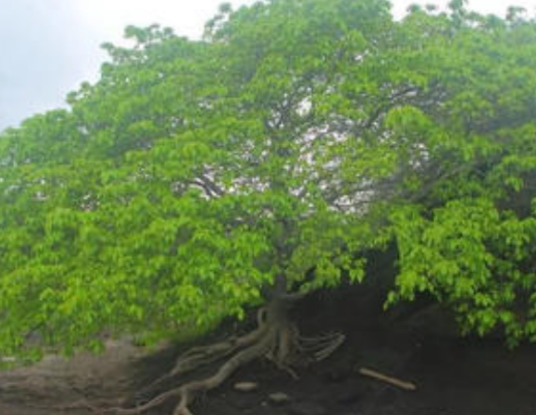 热带雨林有什么危险的植物（热带雨林中的5种剧毒植物）-第11张图片