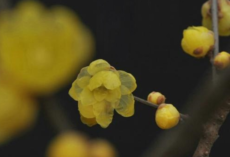 寒食节吃生食与什么传说有关 寒食节要干什么-第1张图片