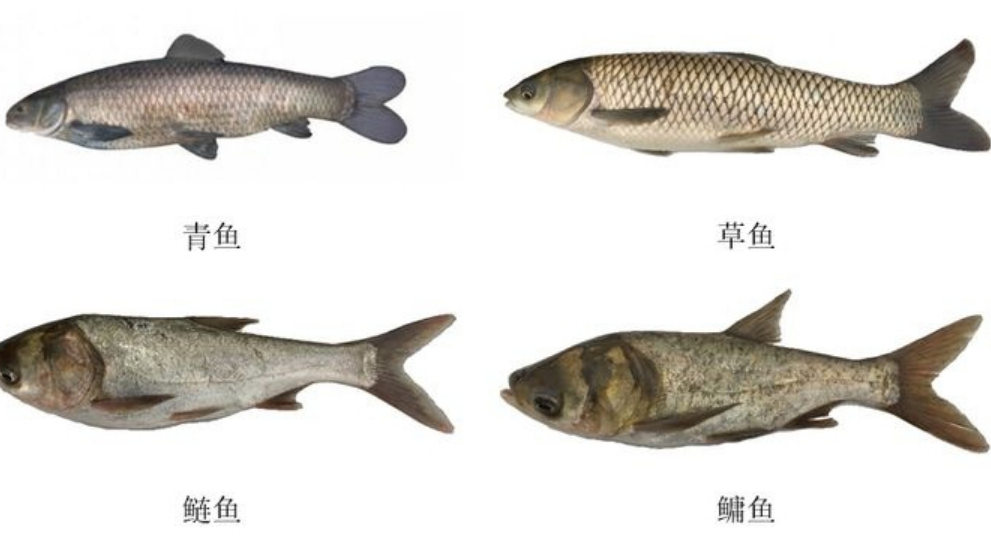 四大家鱼是哪四种鱼类品种（四大家鱼是海鱼还是淡水鱼）-第1张图片