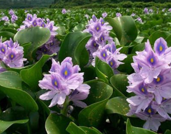 水葫芦怎么种植用土吗（水葫芦的生长习性和栽培方法）-第1张图片