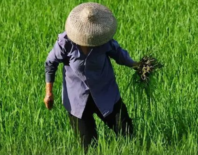 除草剂几小时下雨不怕（打完药下雨要不要再打一遍）-第1张图片