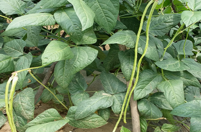 露天豇豆种植时间和方法（高产缸豆的栽培技术有哪些）-第3张图片