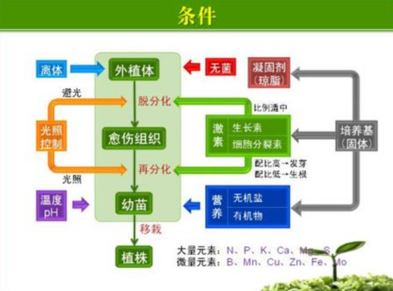 植物组织培养的过程和原理（植物组培实验具体步骤）-第2张图片