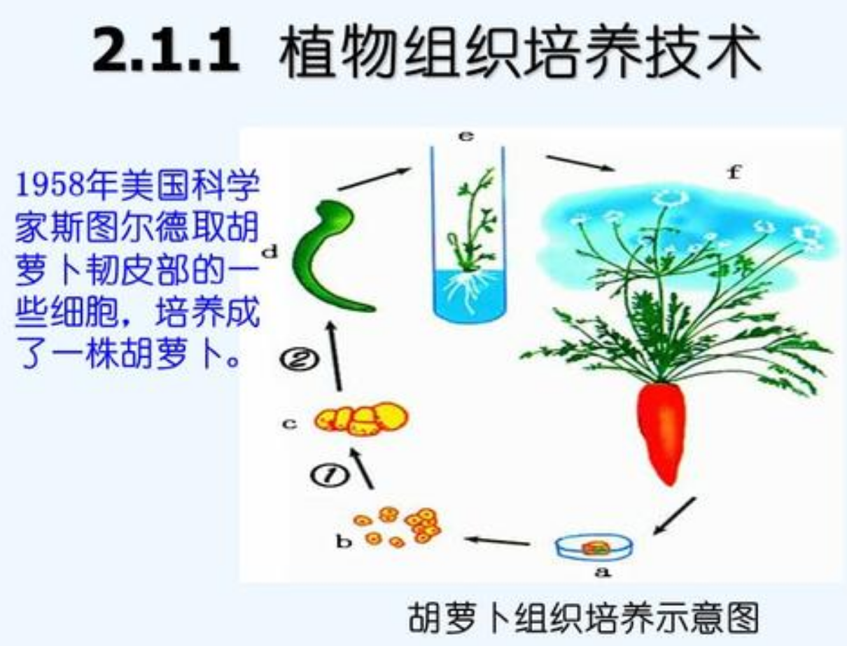 植物组织培养的过程和原理（植物组培实验具体步骤）-第1张图片