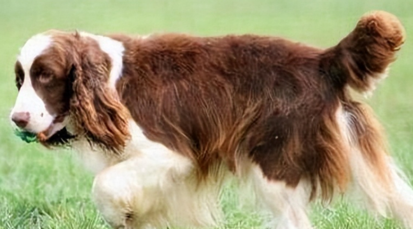 史宾格犬智商排名第几（史宾格犬优点以及饲养建议）-第1张图片